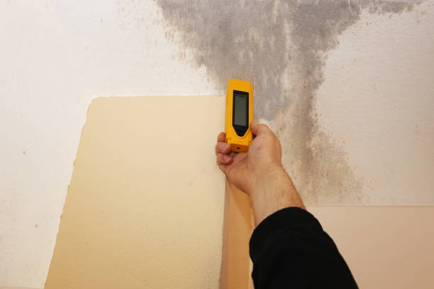 Best Mold Damage Restoration  in Woodlawn, MD