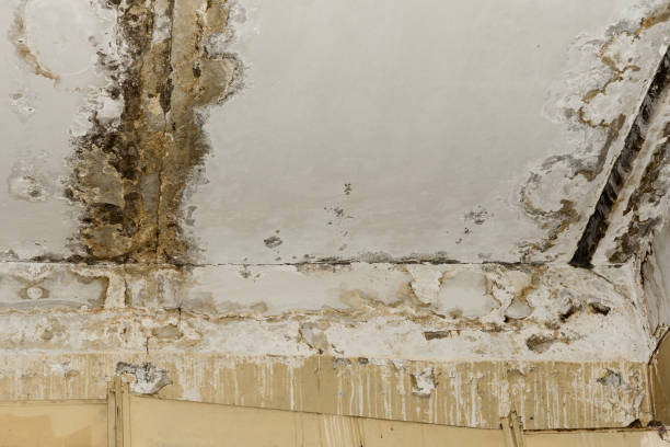  Woodlawn, MD Mold Removal Pros